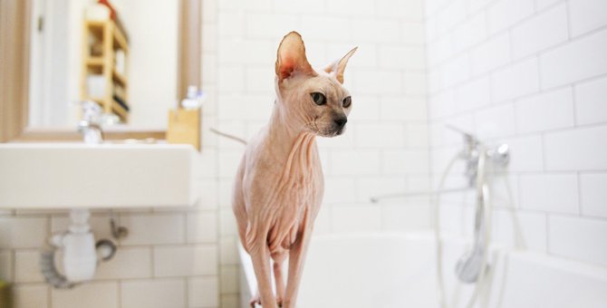 猫が『お風呂場』に来る時の気持ち5つ　水が苦手なのにどうして？