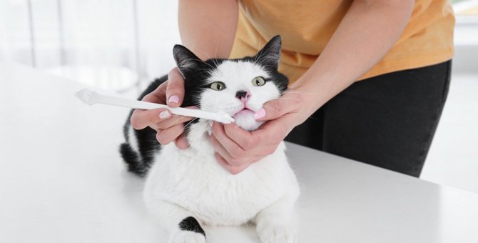 猫の歯みがきは絶対必要？歯石がついたらどうなるの？