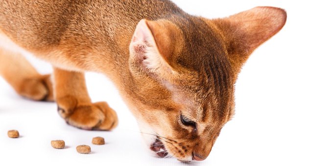 猫がお皿からごはんを出して食べるのはなぜ？3つの理由と止めさせる方法