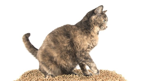 猫砂を選ぶ方法や素材別のおすすめ商品