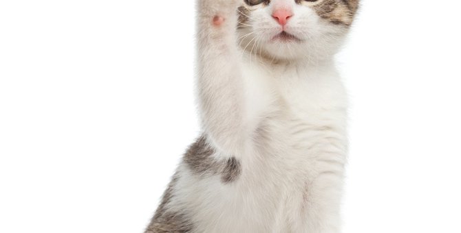 招き猫で有名な5つのスポットで運気アップ！由来や上げている手の意味まで