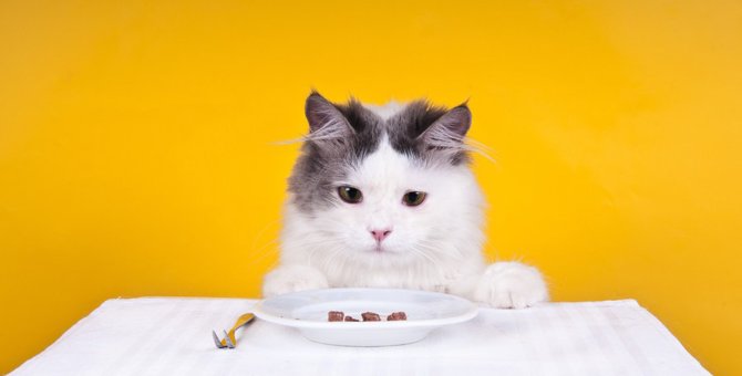 猫にレバーを食べさせても大丈夫？効果と与える時の注意点