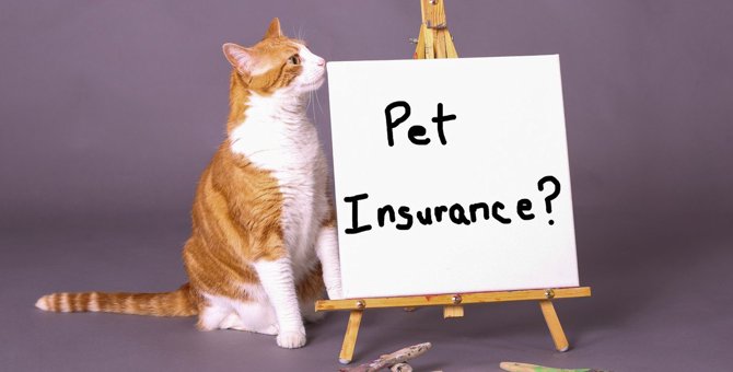 猫の『ペット保険』は必要？メリット・デメリットを徹底解説！