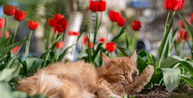 猫の寿命を縮める『春の花』4選！食べると起こる危険なトラブルとは？