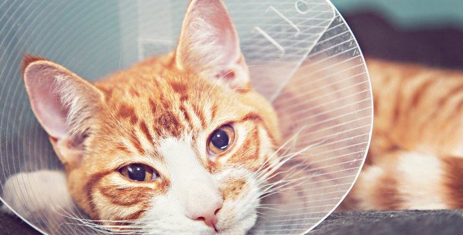 猫に死を招く『悪性腫瘍』3つ！知っておくべき予防する方法とは