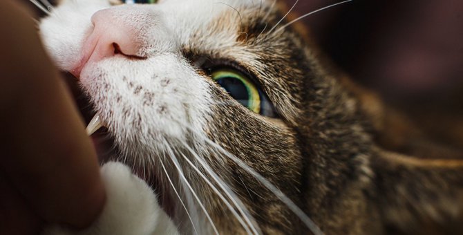 猫の『激怒症候群』の特徴4つ！考えられる原因と対処法を解説