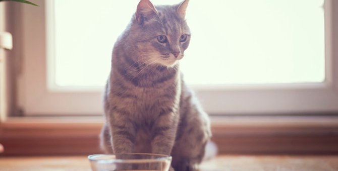 猫の危険な『水分不足サイン』3選　飲水量を増やす方法も
