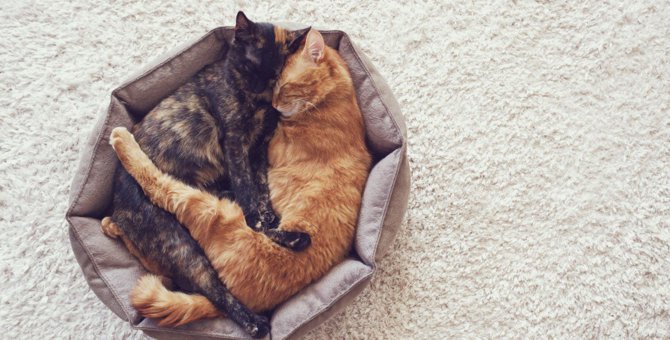 猫が『猫用ベッド』を使わない理由4選　寝てもらうためにはどうしたらいいの？