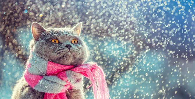 猫が『雪』を食べると危険！その理由と考えられる症状とは？