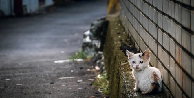 『捨てられた猫』が遭遇する4つの苦難！飼う前に備えるべきこととは？