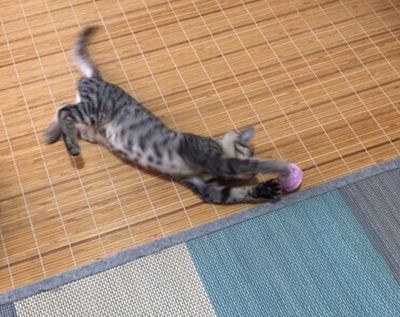 子猫が大好きな転がるボールを手作り！