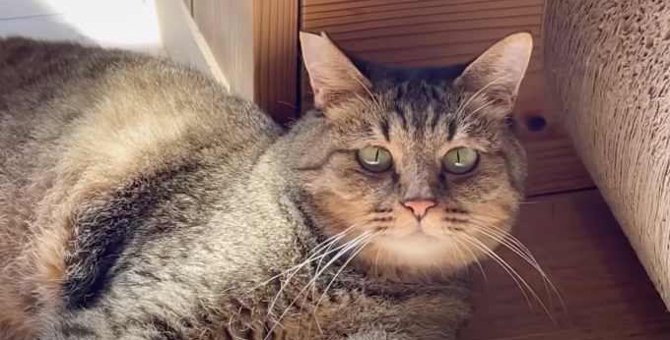 カフェ1番の人気猫に悲しい過去……運命の里親さんを待つ日々とは？