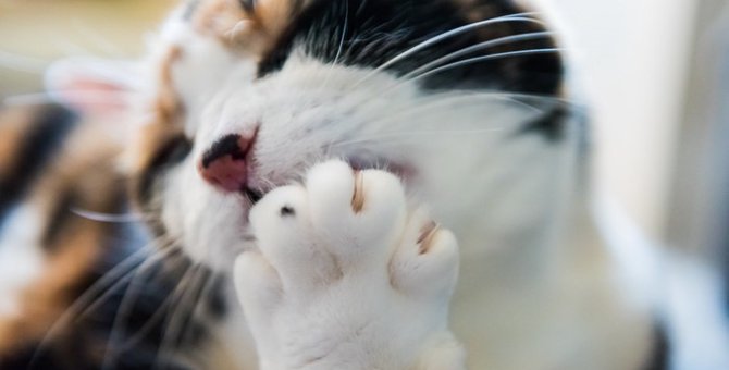 猫の指は何本ある？その役割や多指について