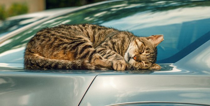 野良猫がよく『駐車場』にいる5つの理由！絶対しちゃダメな行為とは？
