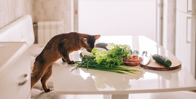 猫に『ネギ』は死の危険も…食べてしまった時の症状4つと対処法