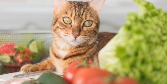 猫にNGな『野菜』4選！理由と誤食してしまった際の対処法