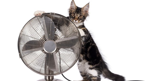 猫にとって『扇風機』を危険にさせない必ず注意したいポイント5つ
