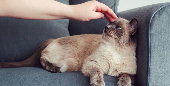 猫にストレスを与える飼い主の『挑発行為』5つ