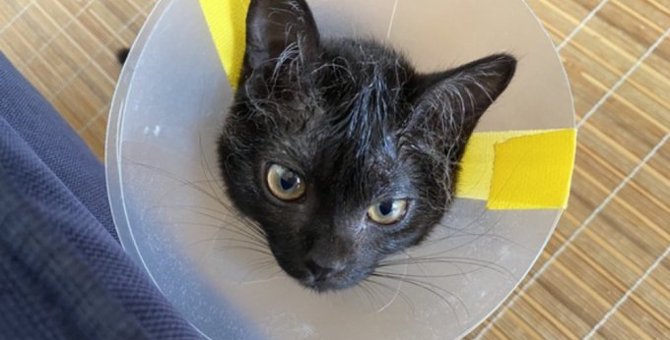 保健所で収容しきれない猫たち……預かった子猫をケアした日々とは？