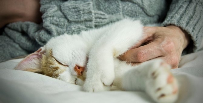 愛猫の『寝る前にする行動』は何？よくある4つのルーティン
