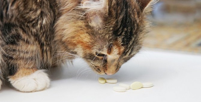 猫への上手な『薬』の飲ませ方4つ！無理なく飲んでもらうコツとは