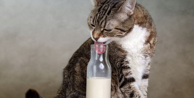 猫に牛乳を与えても良い？与える時の注意点を解説！