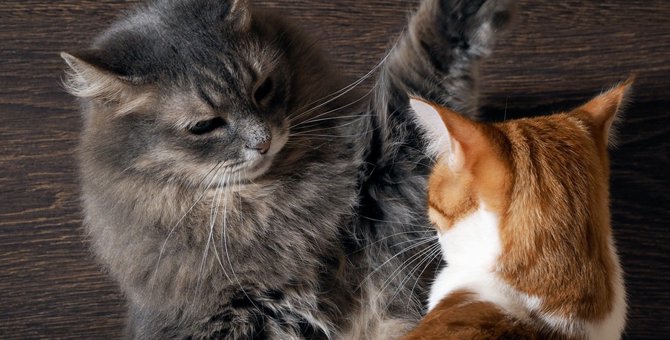 同居猫と相性が合わず、現れた愛猫の問題行動