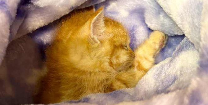 瀕死状態で意識不明の子猫……SNSで応援の声が寄せられ奇跡の回復！