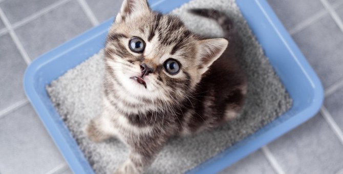 猫の便が『下痢』っぽい…色や状態からわかること3つと予防法