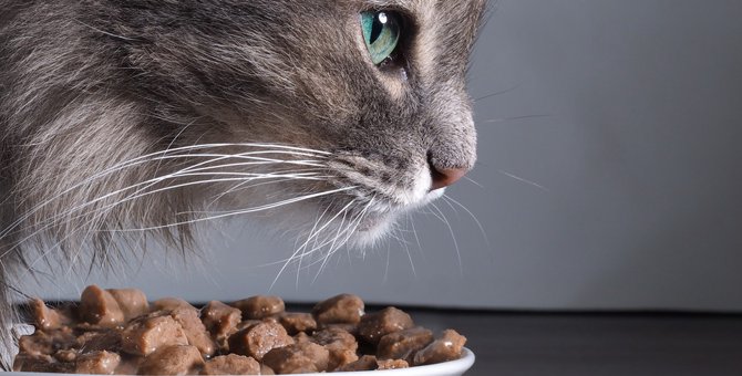 猫の餌にはどんな種類がある？選びかたや手作り食についても解説！