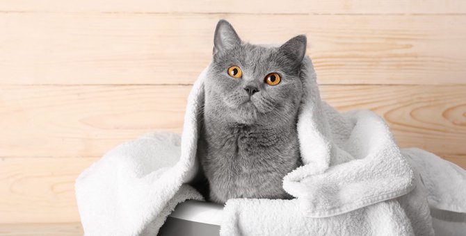 猫用シャンプータオルを活用しよう！拭く効果とおすすめ商品まで