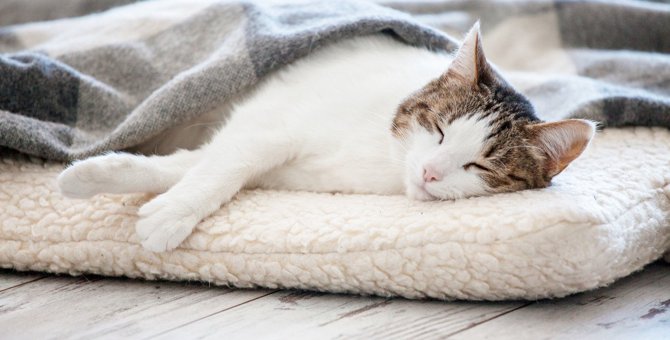 猫が飼い主と『急に一緒に眠らなくなる』のはなぜ？考えられる4つの理由