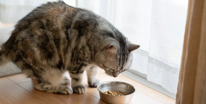 猫が『ご飯を食べたくない時』にする仕草や行動３選