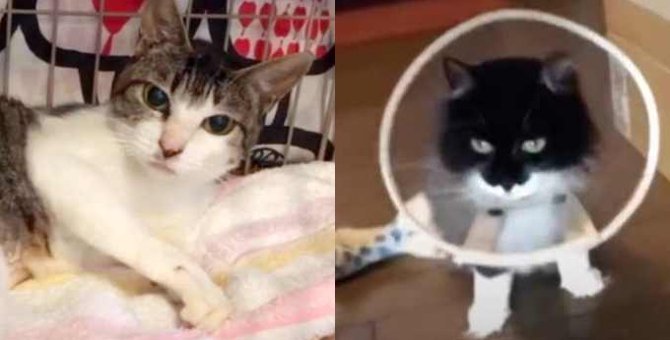 交通事故で深傷を負った2匹の猫…懸命なケアに応える姿に涙