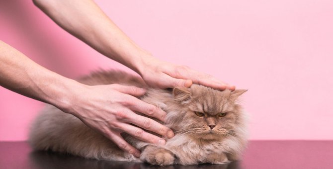 猫を『触ったらNG』なタイミング5つ！間違えると怒られるかも？