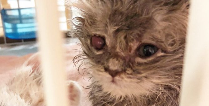 片目がカサブタで塞がった子猫…衰弱ひどく緊急保護！