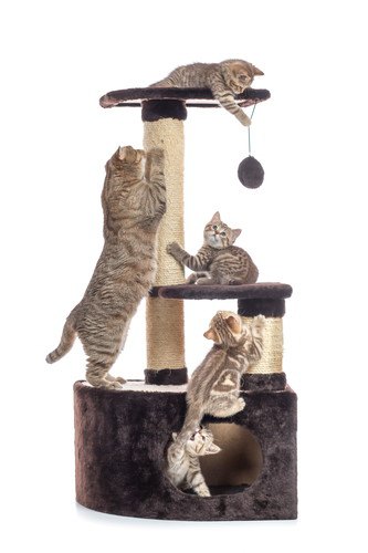 子猫にぴったりなキャットタワー選び方、おすすめ3選