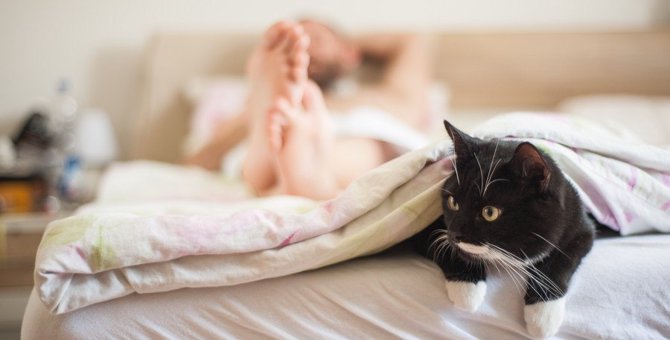 猫が寝ている人間の足を噛む4つのワケ