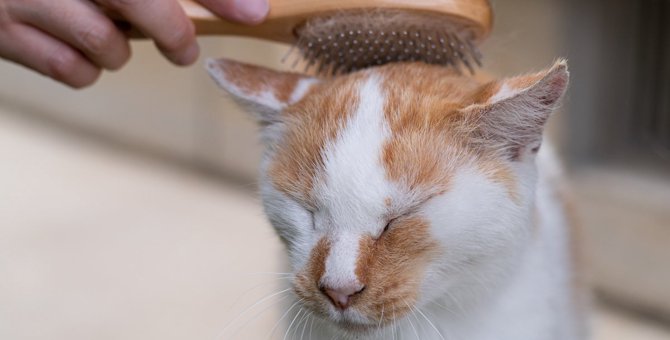 猫の『お世話の頻度』はどれくらいがベスト？爪切りやブラッシングなどお世話別の適正ペースを解説