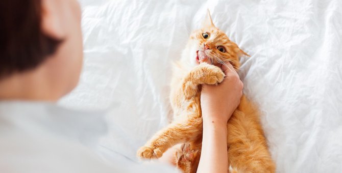 猫が飼い主を噛む4つの理由とその対処法