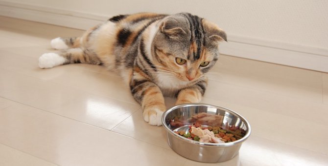 猫にとって『あまり良くない食器』４選！それぞれの改善策まで徹底解説