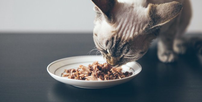 猫の免疫力は食事で上がる？注目すべき『食材・栄養素』５選