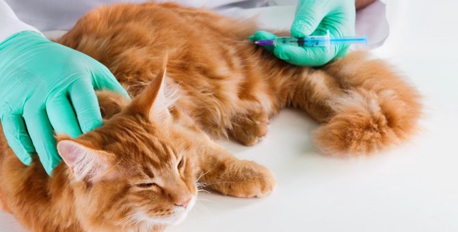 子猫のワクチン接種の適した時期やその種類