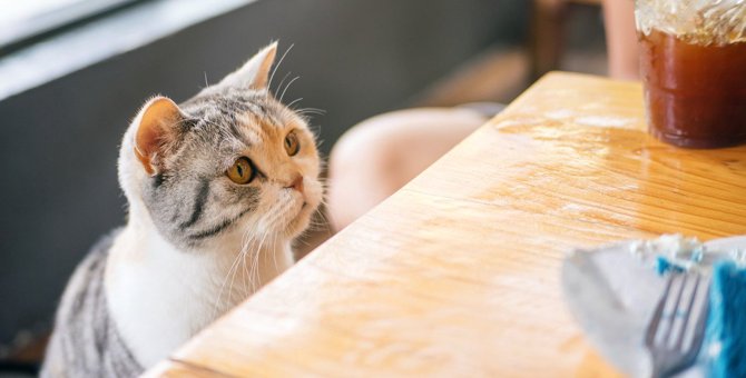 猫が『机の上の物』を落としたくなるのはなぜ？3つの理由と対策