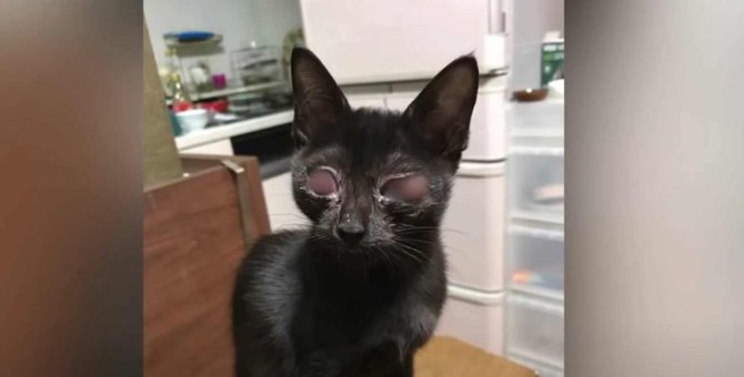 猫風邪で全盲になった子猫…苦境に負けず強く生きる姿に涙