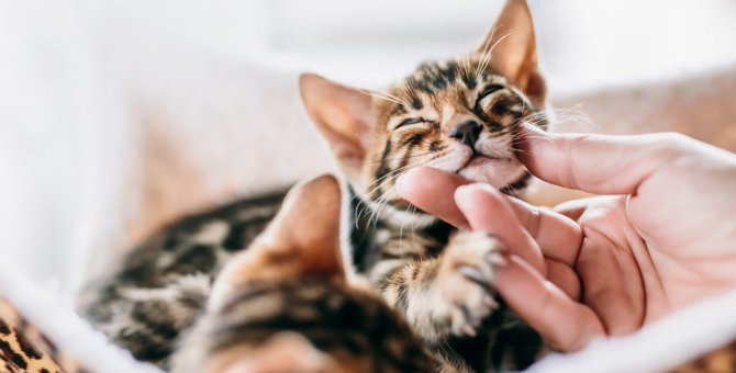 猫を幸せにする「たった6つの秘訣」！幸福度をアップさせるコツ