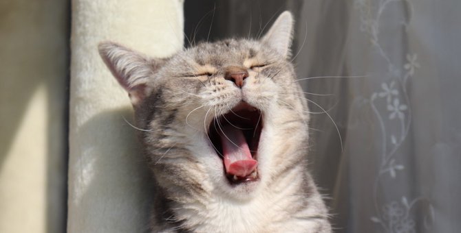 眠い時だけじゃない、さまざまな猫の『あくび』の種類9選！