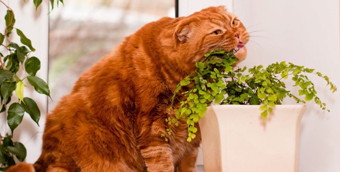 猫に危険な観葉植物の種類について