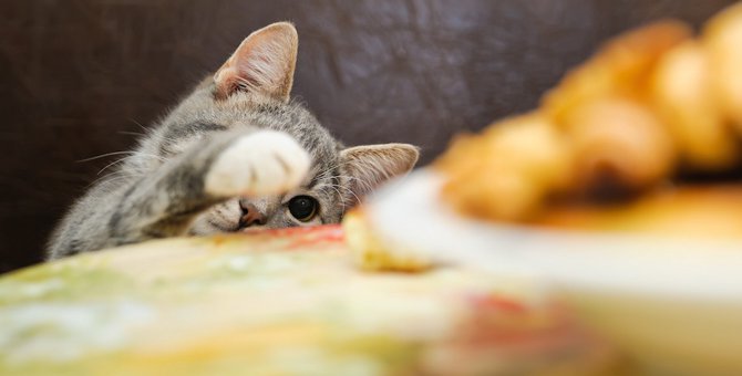 猫はらっきょうを食べちゃダメ！理由と食べた時の対処法