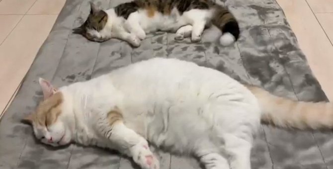 これ動画！？ホットカーペットの虜になってしまった猫さんたちの寝姿に一同驚愕！